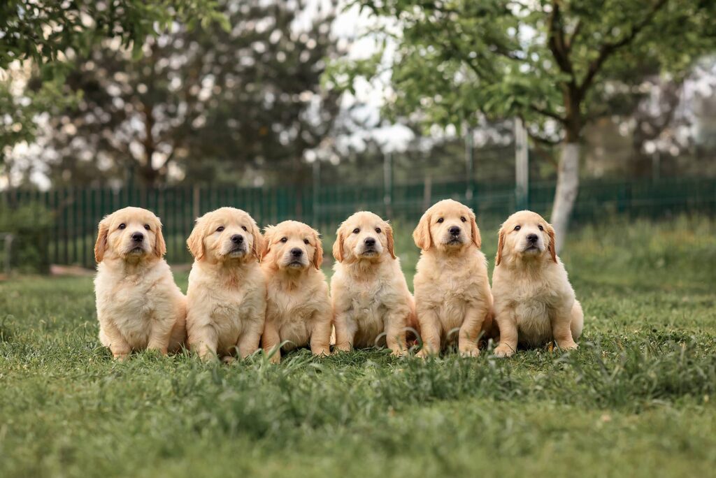 Golden-Retriever-Puppies-Set