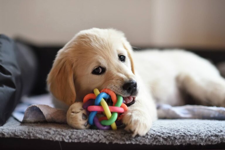 Golden-Retriever-Puppy-Playing-Toy