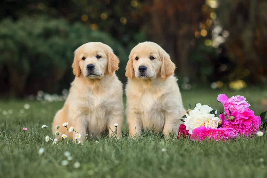 Small-Puppies-Park-Retrievers